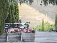 1 Day Luxury Douro Valley Tour & Cruise Clonado
